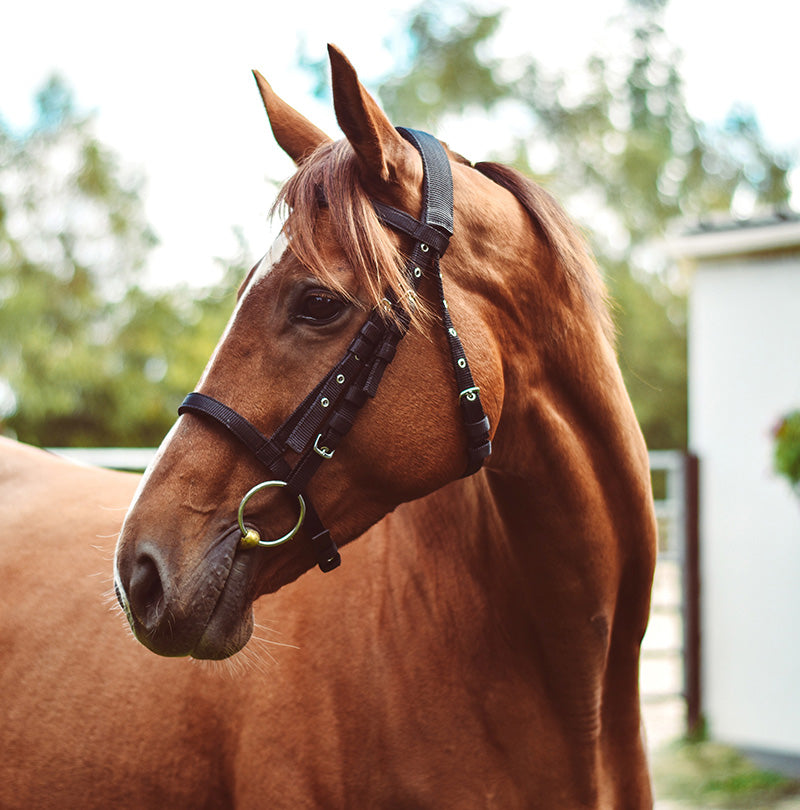 Nylon Bridle Black