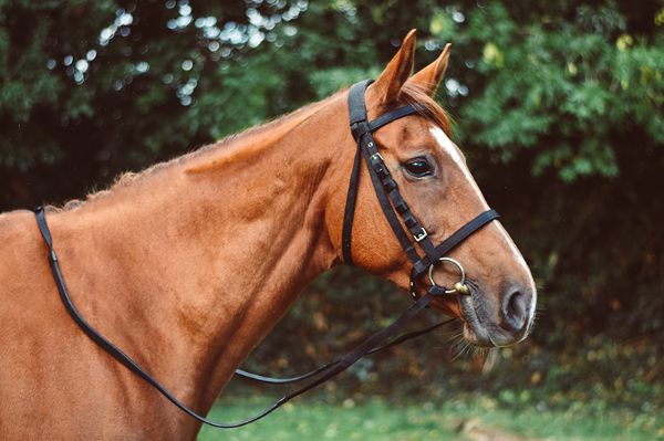 Equi-Sential Nylon Reins