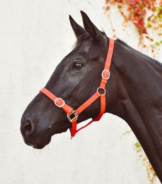 Nylon Headcollar