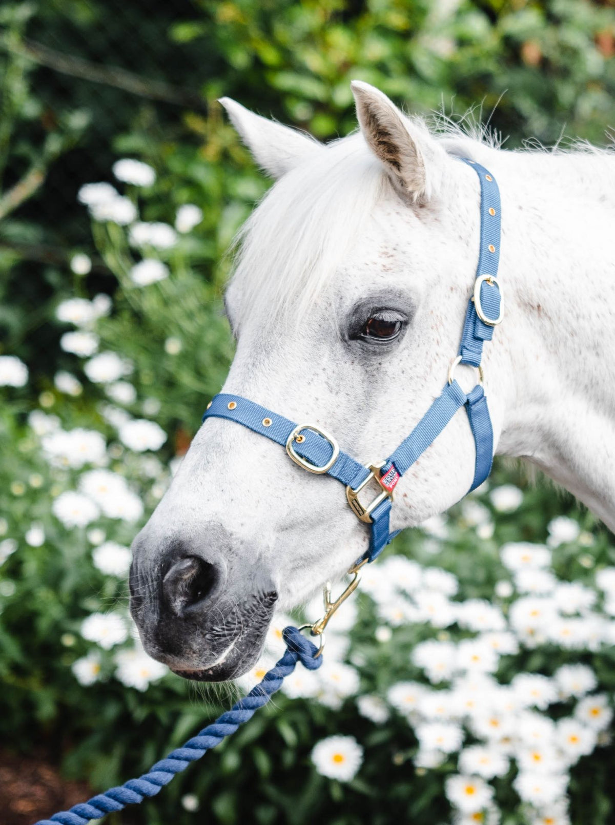 Nylon Headcollar