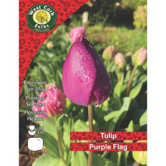 Tulip Single 'Purple Flag' - 25 Bulbs