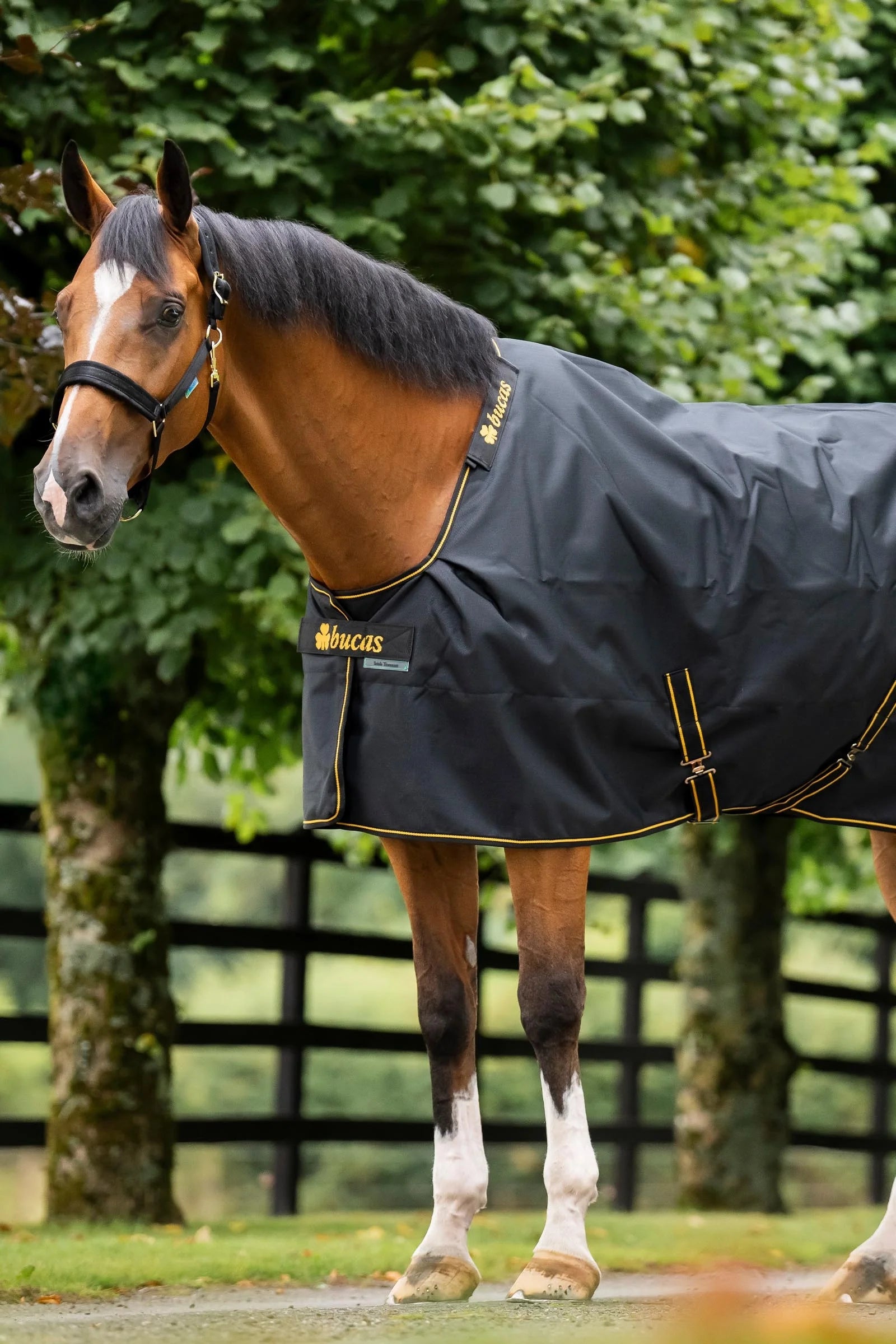 Bucas Irish Turnout 0g Black/Gold