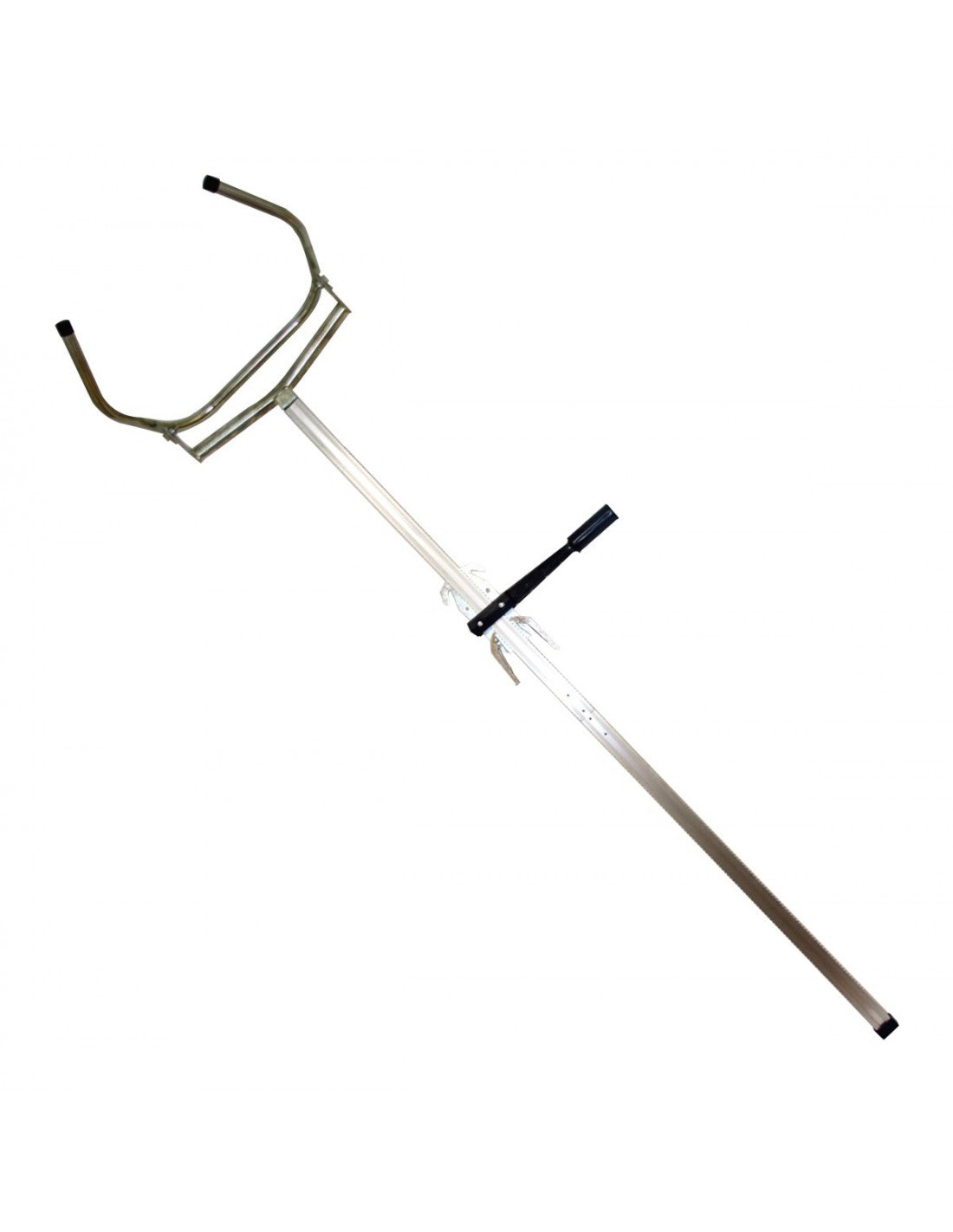 CALVING JACK+ MOORPARK HEAD