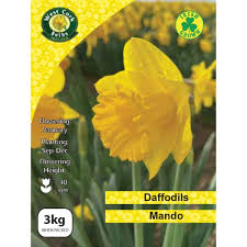 Daffodils Mando 3kg