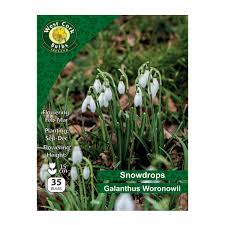 Snowdrop Galanthus 35 Bulbs