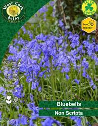 Bluebells 20 Bulbs