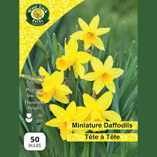 Tete a Tete 50 Bulbs Net