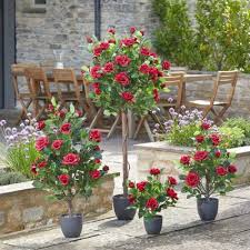 Smart Garden Regent's Roses - Multiple Sizes