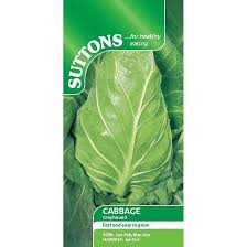 Cabbage Seed Greyhound (Suttons)