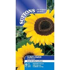 Suttons Seeds - Sunflower - Giant Yellow