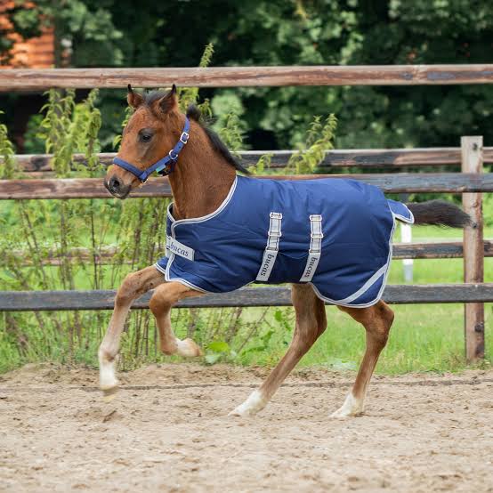 Bucas Foal Turnout Rug