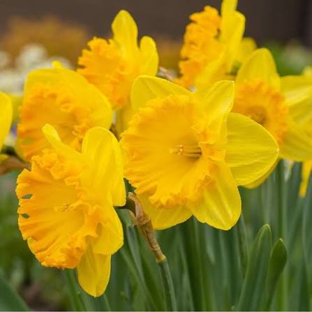 Carlton Daffodil Bulbs 3kg