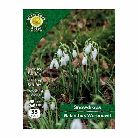 Snowdrops Galanthus Woronowii 35 Bulbs