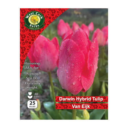 Tulip Darwin Van Eijk - 25 Bulbs