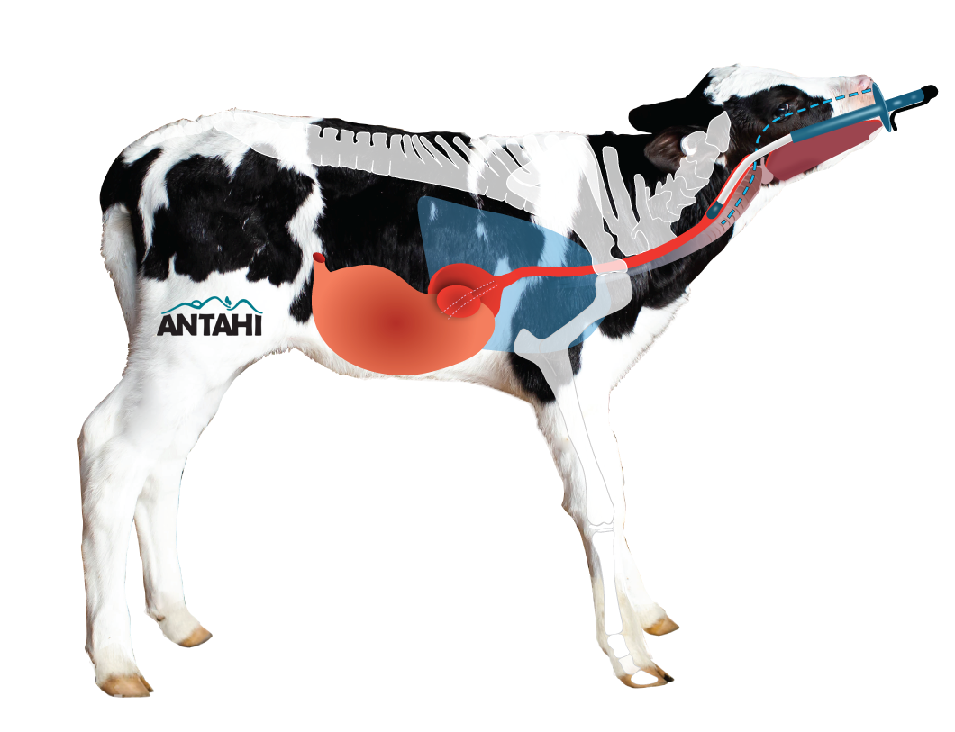 Shoof Trusti Tuber Probe - Standard