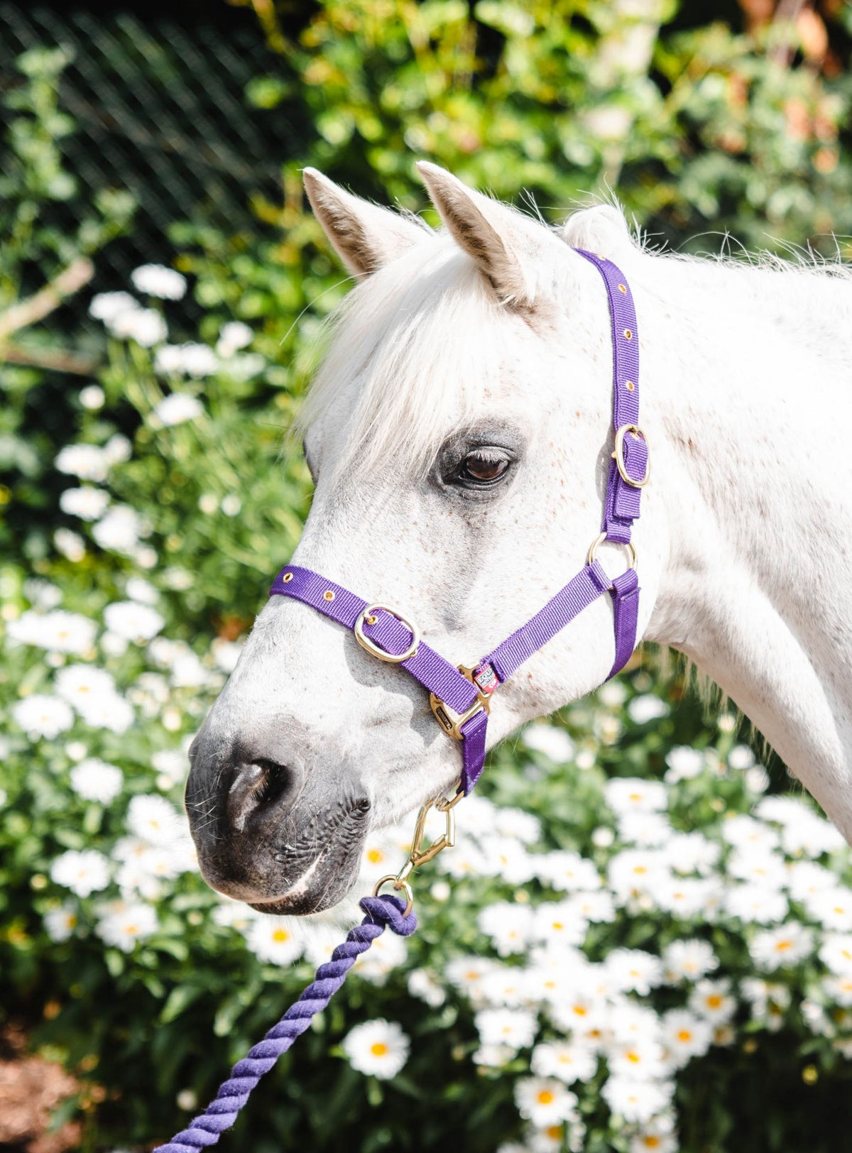 Nylon Headcollar