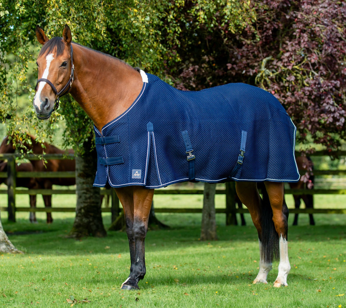 Mackey Shannon Air Cooler Rug