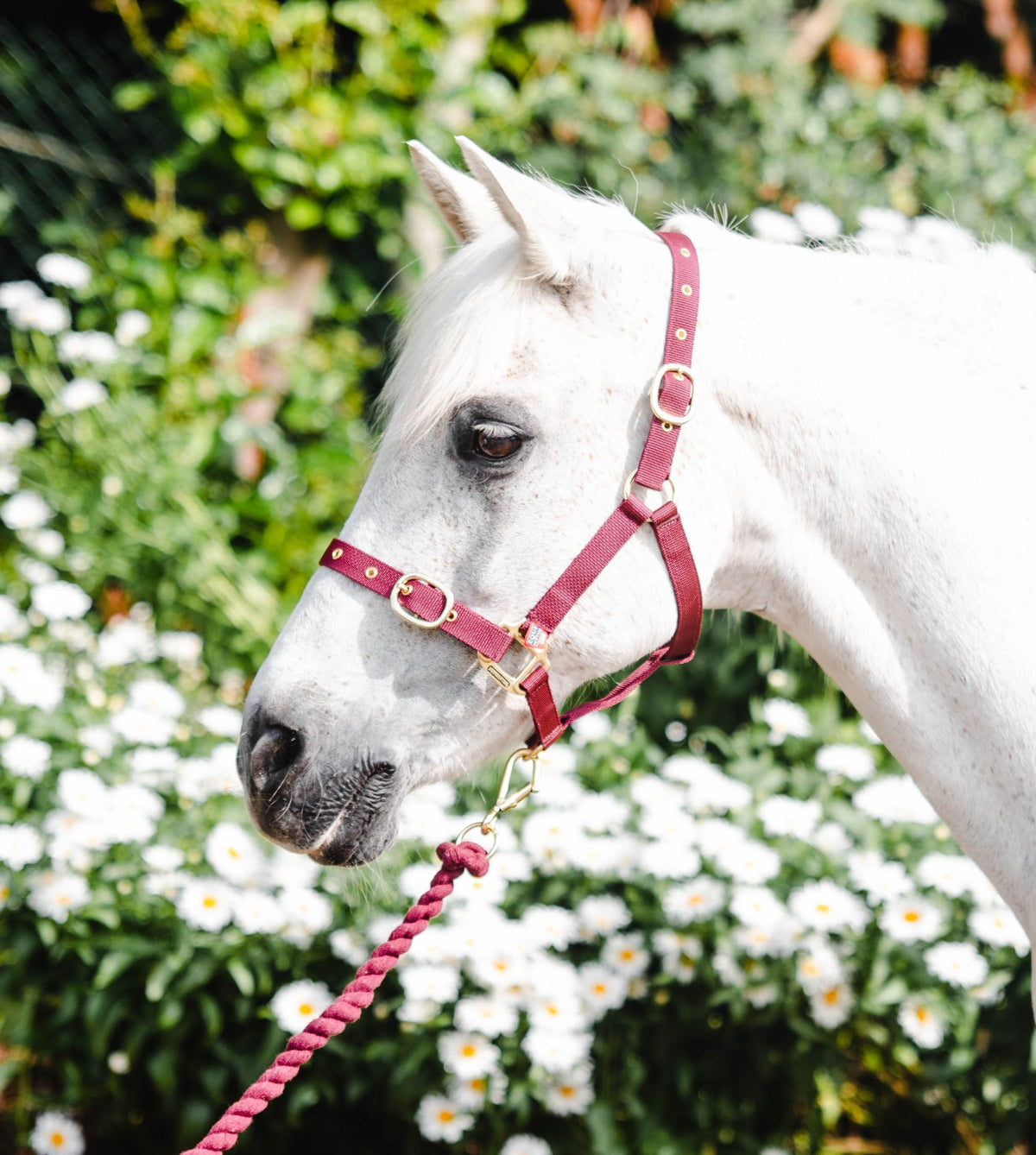 Nylon Headcollar