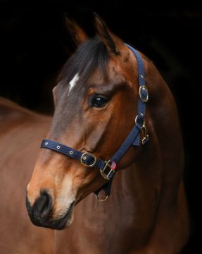 Equisential Nylon Clip Headcollar