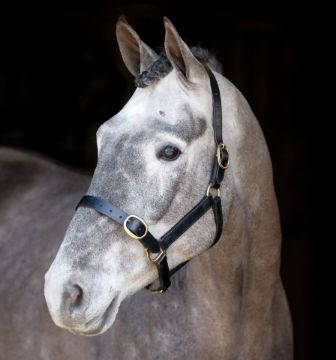 Mackey Leather Headcollar Brown
