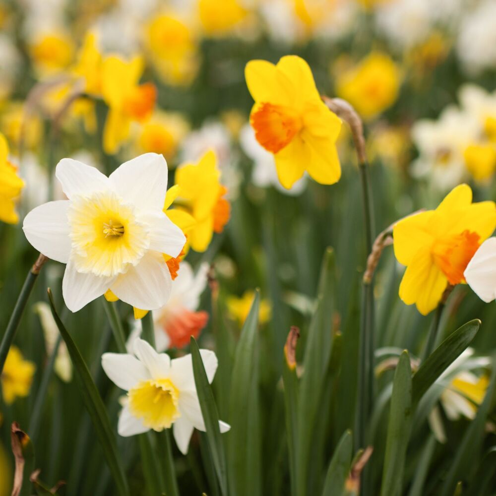 Mixed Daffodils 25kg Net