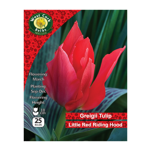 Tulip Dwarf ‘Little Red Riding Hood’ – 25 Bulbs