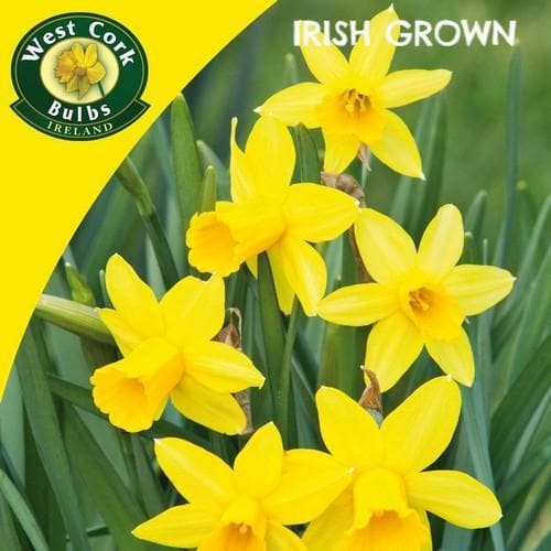 Tete a Tete 8 Bulbs Prepack