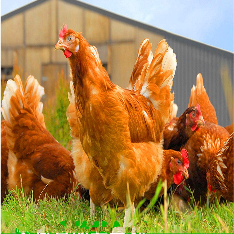 ORGANIC LAYERS PELLETS
