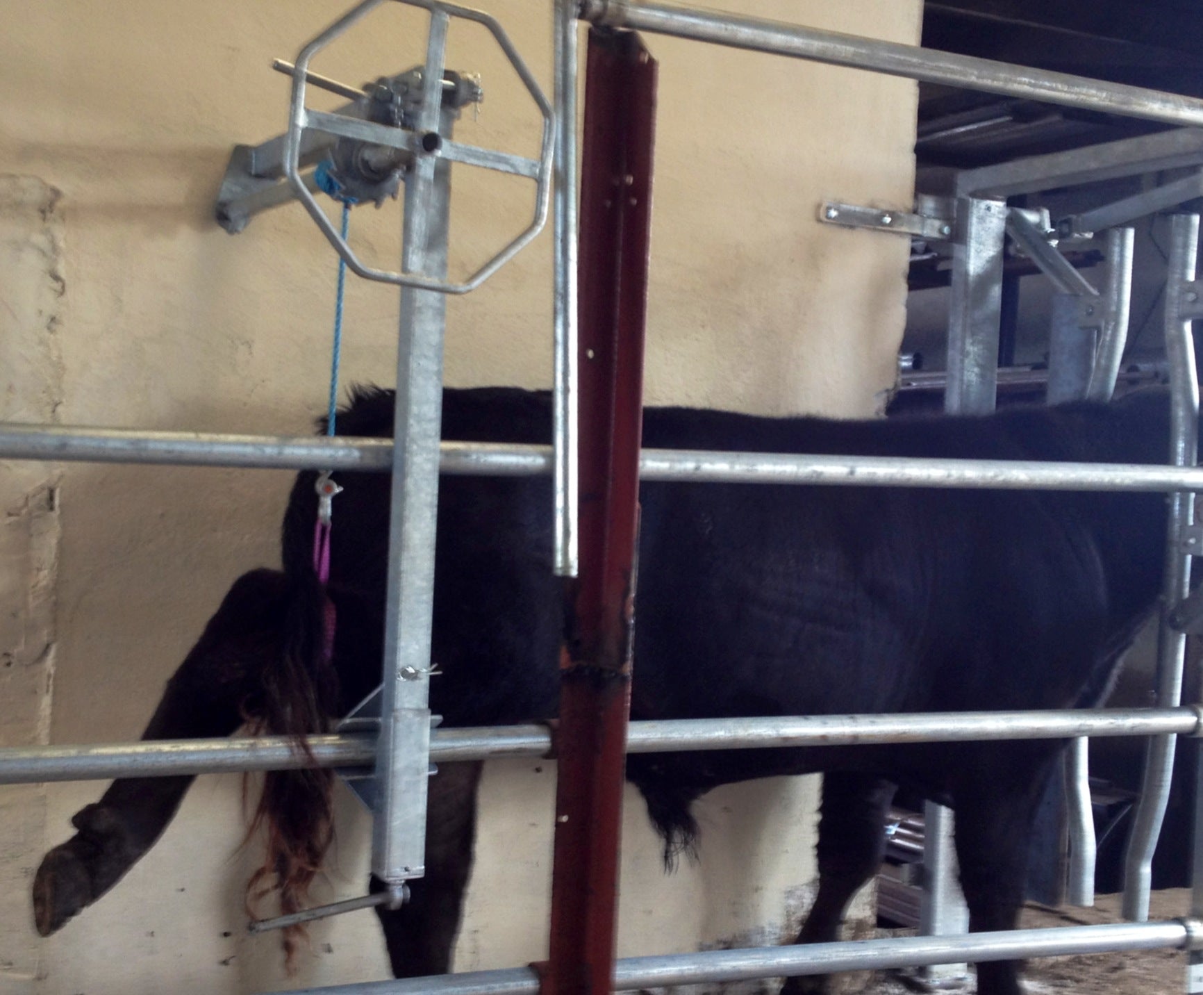 O’Neill Galvanised Hoof Hoist