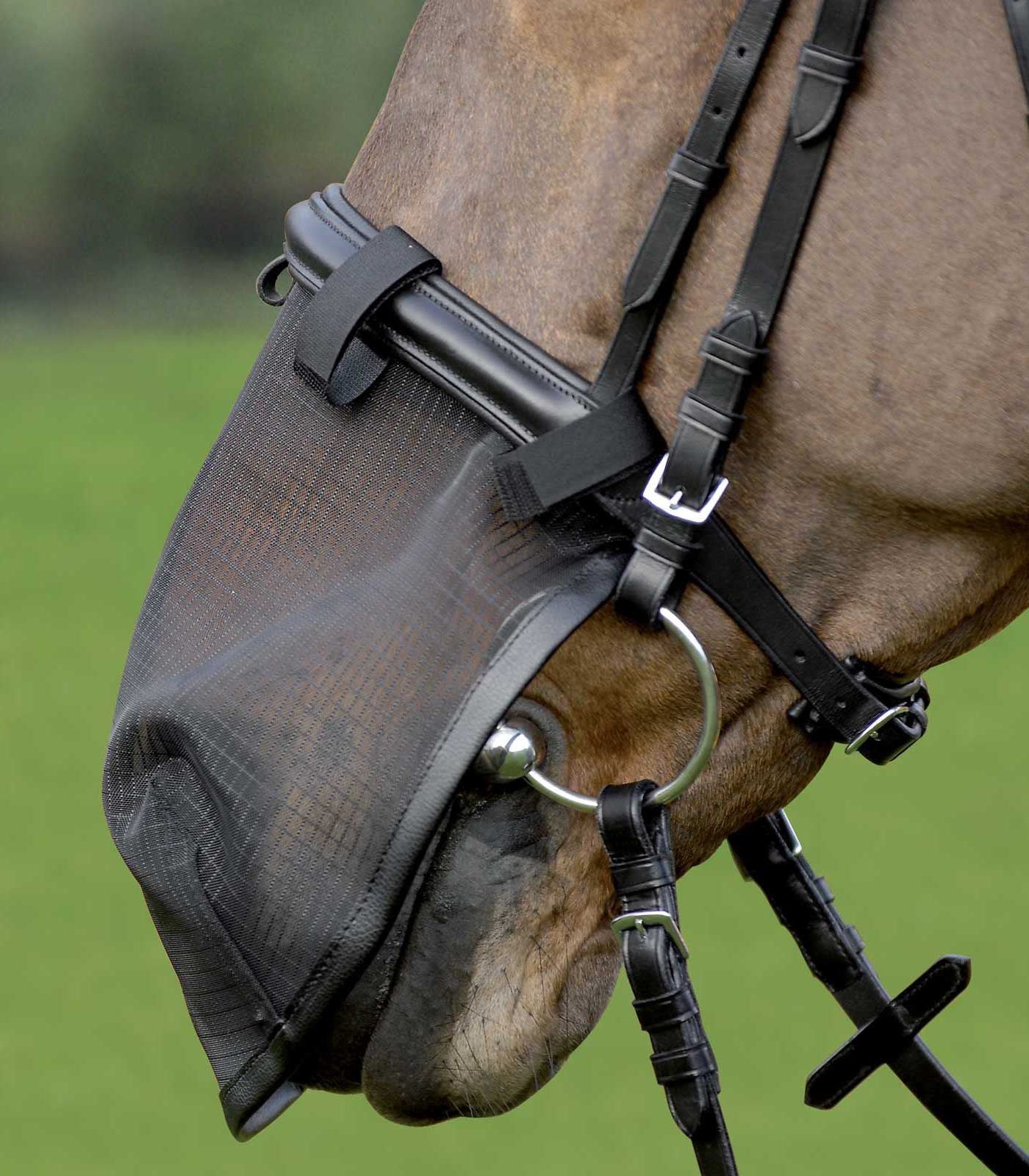 Equine Nose Protection