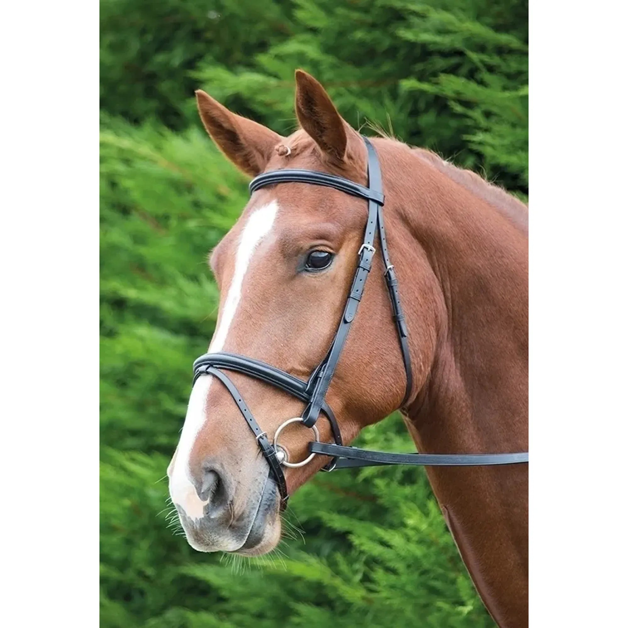 Shires GARA Raised Flash Bridle Full