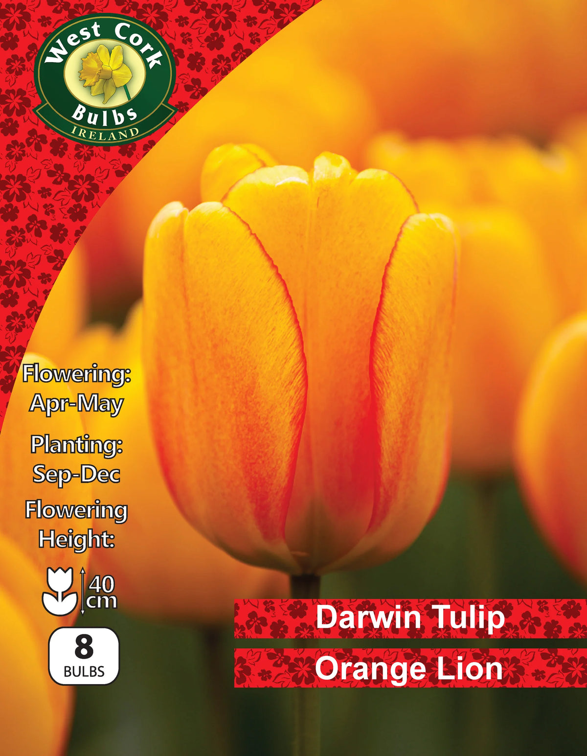 Tulip Orange Lion - 25 Bulbs