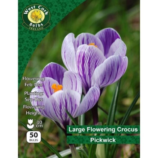 Crocus Large Pickwick - 50 Bulbs