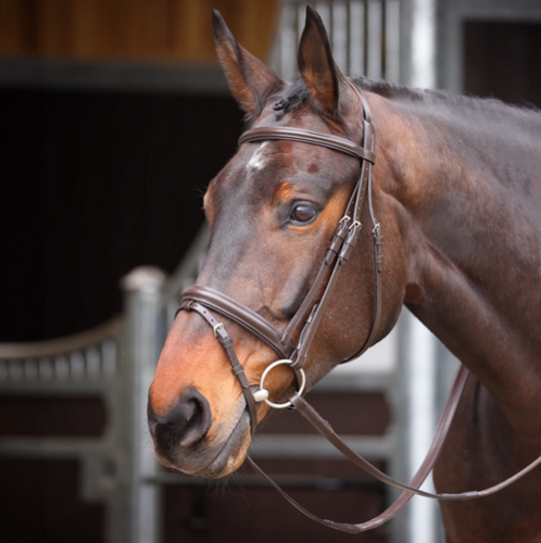 Shires GARA Raised Flash Bridle Full