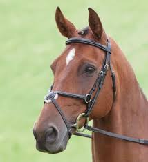 Shires Sailsbury Mexican Bridle