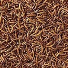 Chirpy Mealworm 1kg