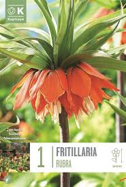 Kapiteyn Fritillaria 1 Bulb