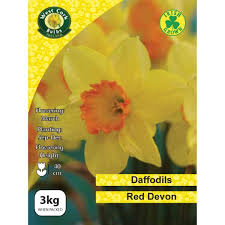 Daffodils Red Devon 3kg
