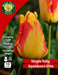Tulip Apeldoorn 35 Bulbs 11/12