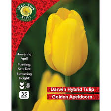 Tulip Golden Apeldoorn 35 Bulbs 11/12