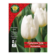 Tulip Single Purissima 25 Bulbs 11/12