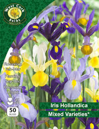 Iris Mixed 50 Bulbs 6/7