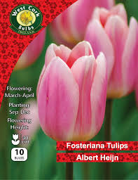 Tulip Single Albert Heijn 10 Bulbs Prepack
