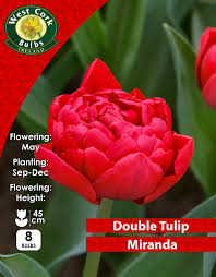 Tulip Double Miranda 8 Bulbs Prepack