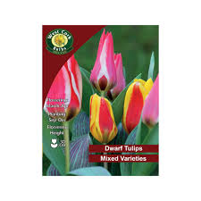 Tulip Dwarf Mixed 10 Bulbs Prepack