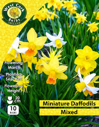 Daffodils Mini Mixed 10 Bulbs Prepack