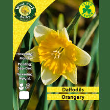 Daffodils Orangery 5 Bulbs Prepack