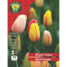 Tulip Mixed Single 10 Bulbs Prepack