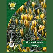 Crocus Dorothy 50 Bulbs 5/7