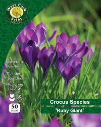 Crocus Ruby Giant 50 Bulbs 7/8